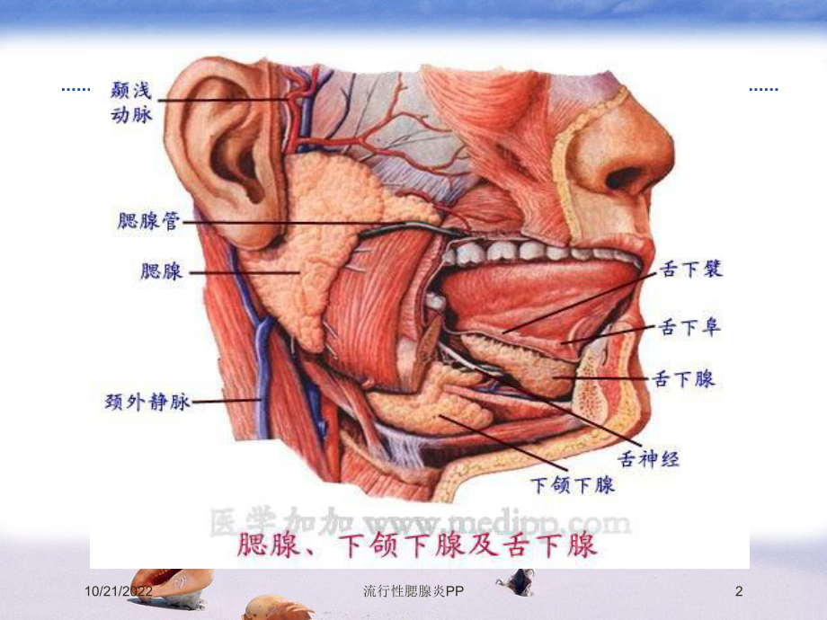 流行性腮腺炎PP培训课件.ppt_第2页