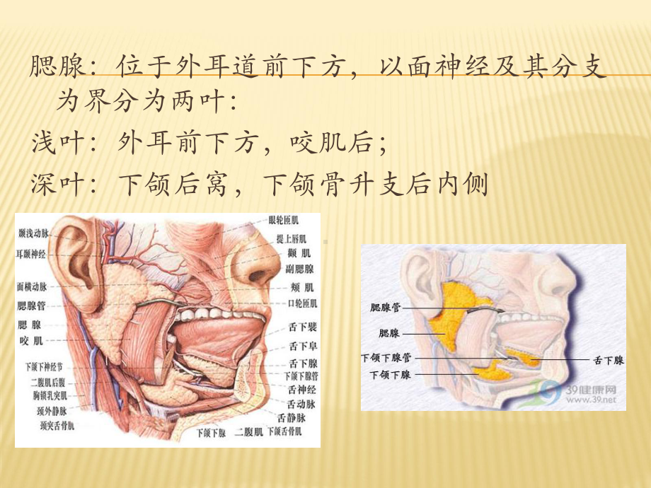 涎腺超声诊断课件.pptx_第3页