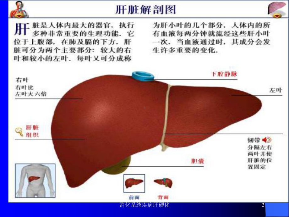 消化系统疾病肝硬化课件.ppt_第2页