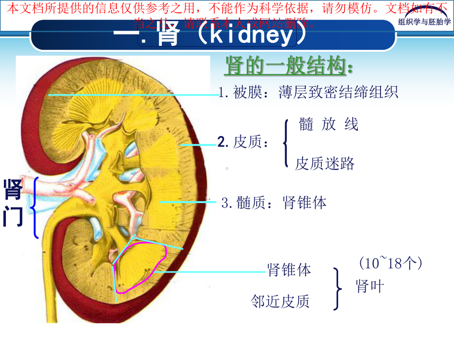 泌尿系统专业知识讲座培训课件.ppt_第3页