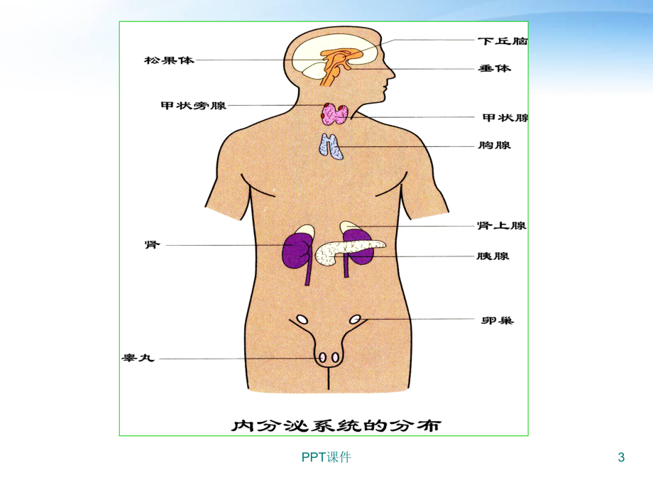 生理学-第十一章-内分泌-课件.ppt_第3页