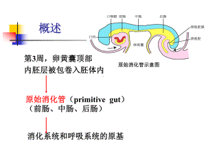 消化呼吸颜面系统发生主题讲座课件.ppt