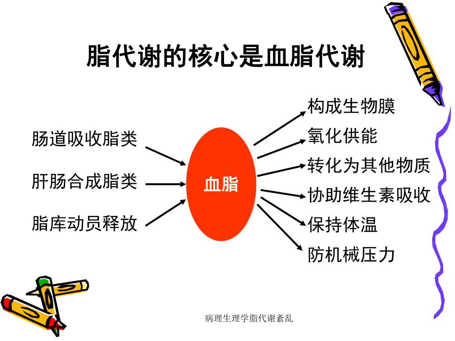 病理生理学脂代谢紊乱课件.ppt_第3页