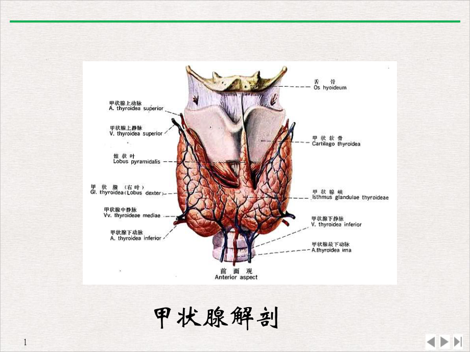 甲状腺癌业务查房课件.pptx_第3页