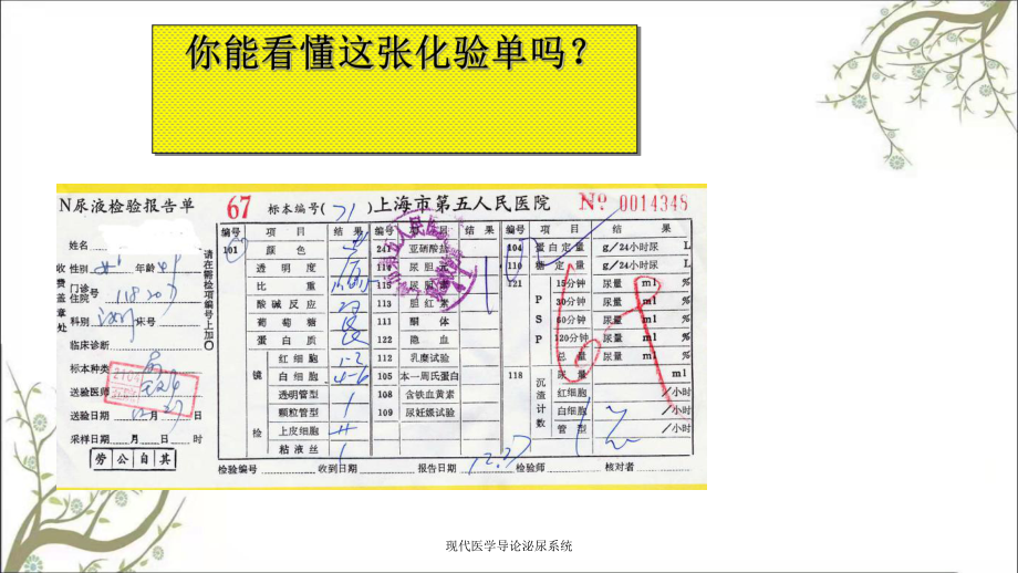 现代医学导论泌尿系统课件.ppt_第2页