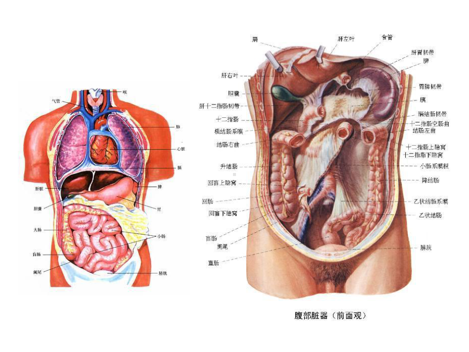 病毒性肝炎的预防和治疗课件.ppt_第2页