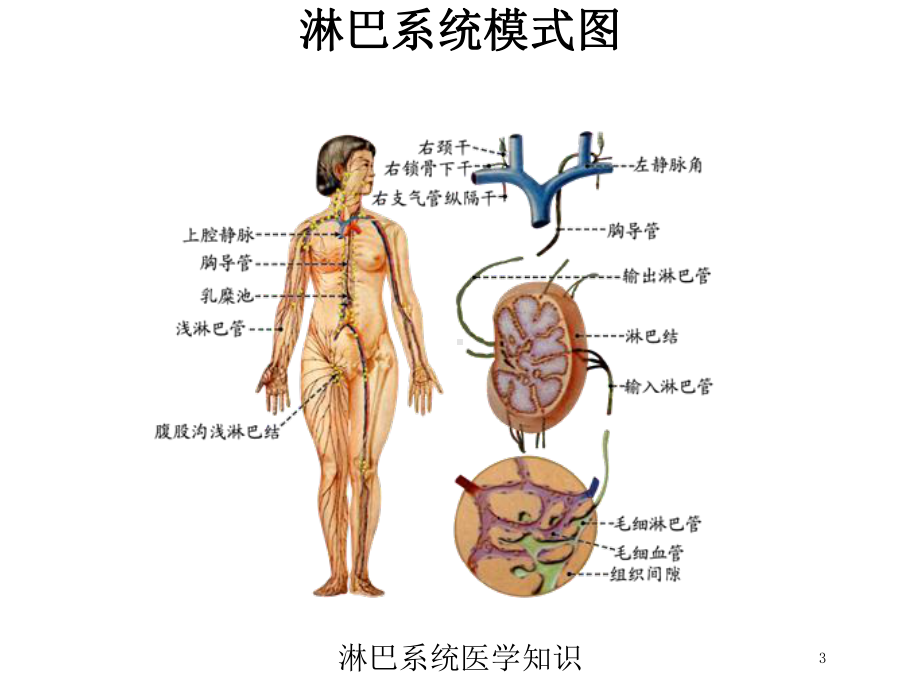 淋巴系统医学知识培训课件.ppt_第3页