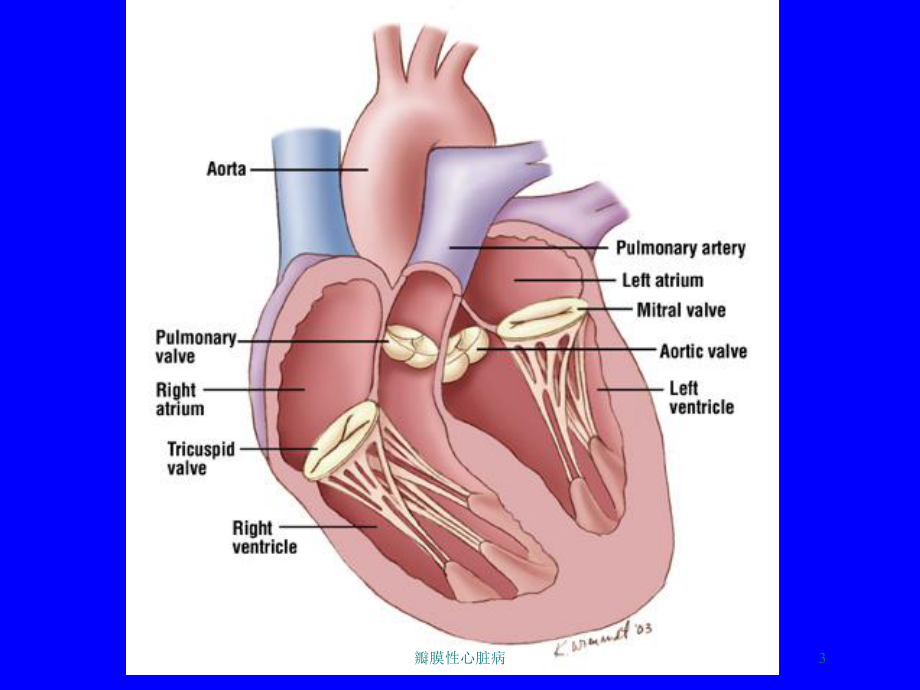 瓣膜性心脏病培训课件.ppt_第3页