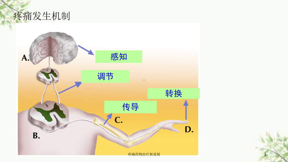 疼痛药物治疗新进展课件.ppt_第3页