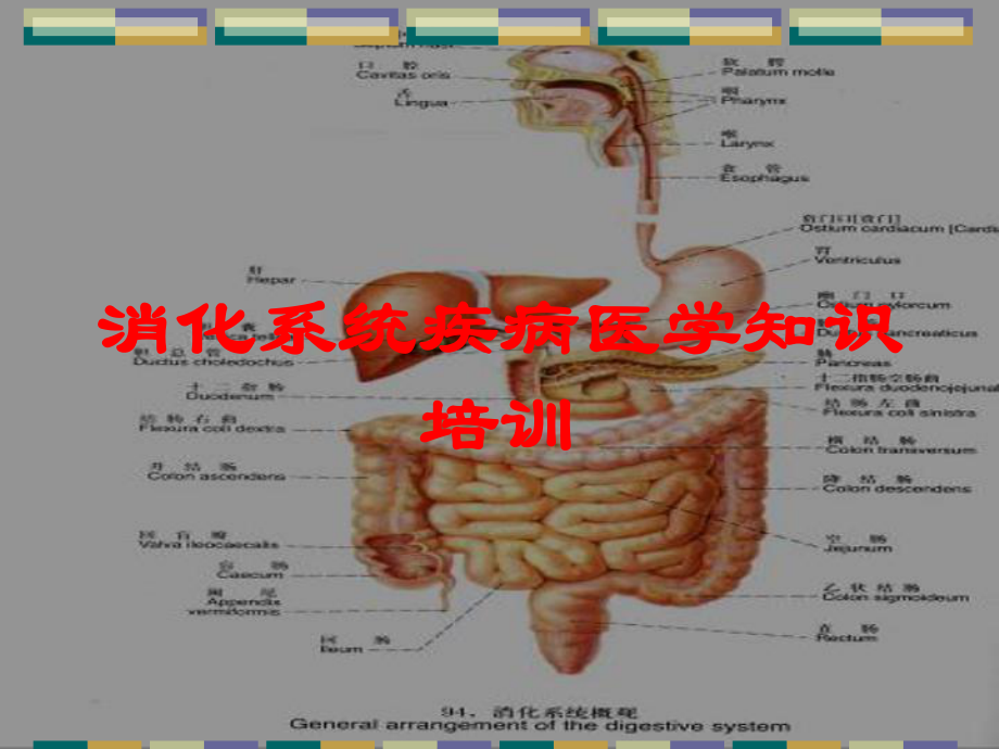 消化系统疾病医学知识培训培训课件.ppt_第1页