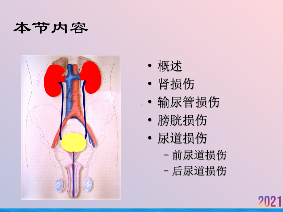 泌尿系统损伤作者不详课件-2.ppt_第2页