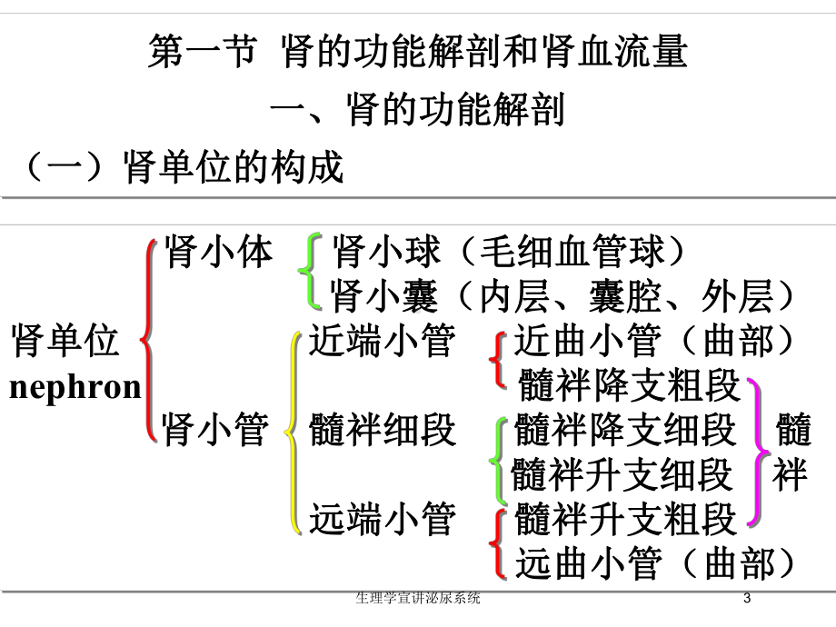 生理学宣讲泌尿系统培训课件.ppt_第3页