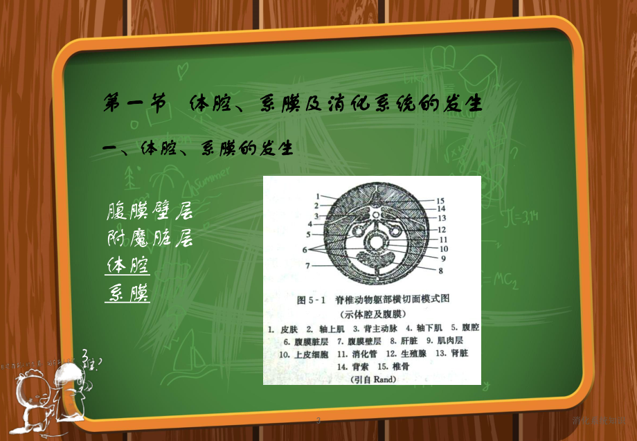 消化系统知识培训课件.ppt_第3页