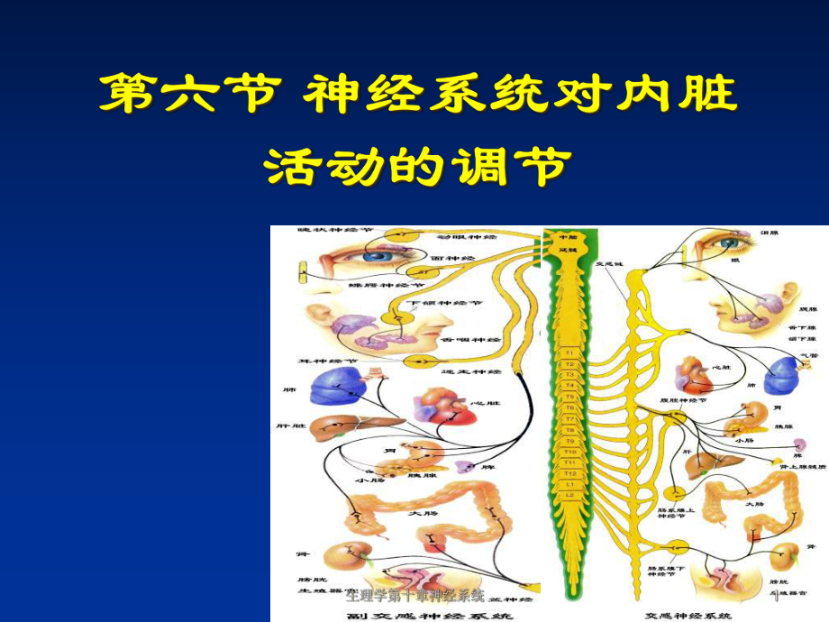 生理学第十章神经系统课件.ppt_第1页