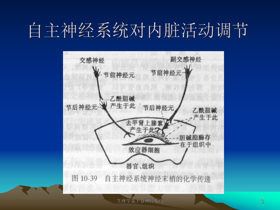 生理学第十章神经系统课件.ppt_第3页