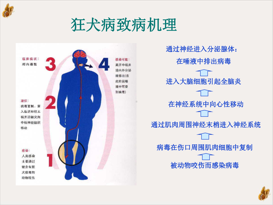 狂犬病暴露后伤口处理及血清的应用课件(模板).pptx_第3页