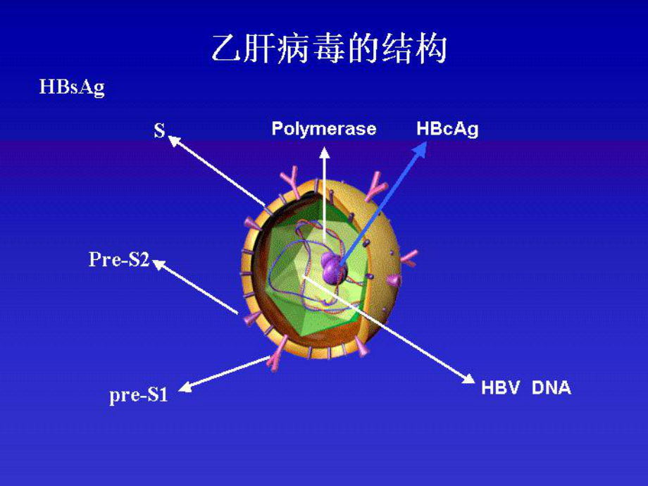 病毒性肝炎课件4.ppt_第2页