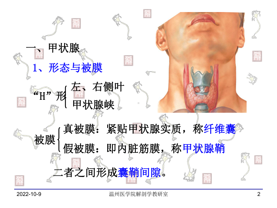 甲状腺及颈根部课件.ppt_第2页