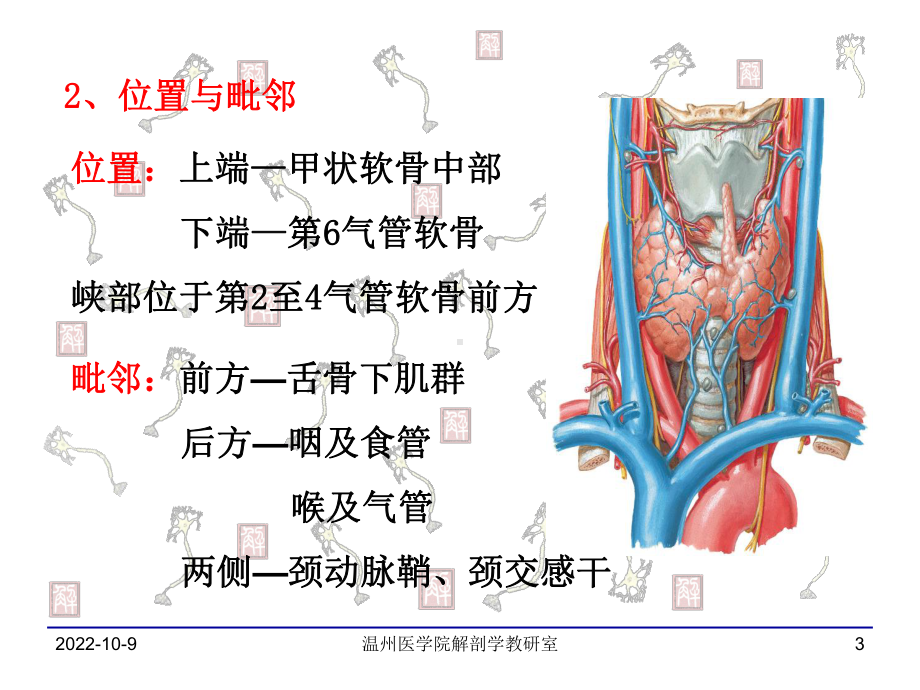 甲状腺及颈根部课件.ppt_第3页