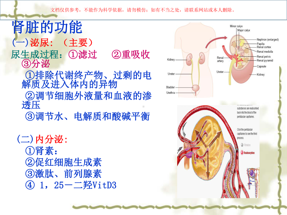 泌尿学尿的生成和排出培训课件.ppt_第3页