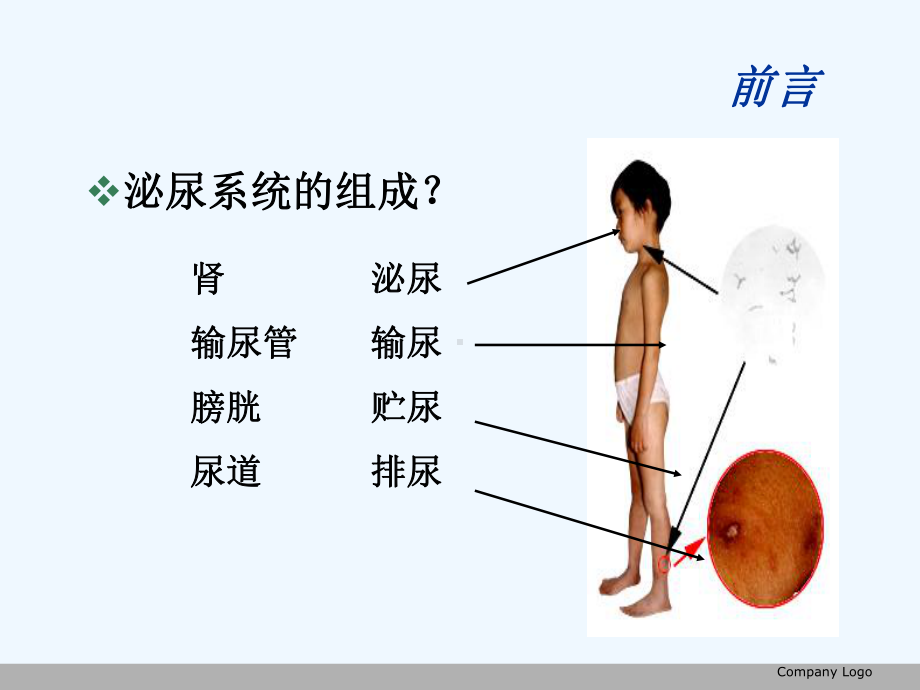 泌尿系统疾病的药物治疗课件.ppt_第2页