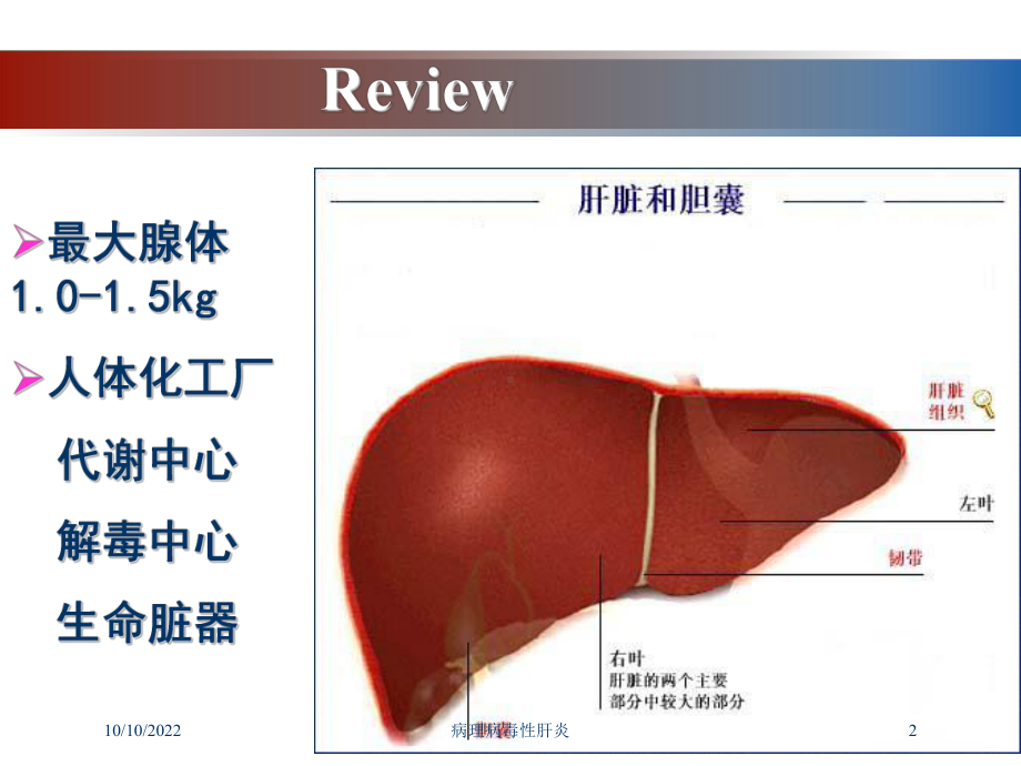 病理病毒性肝炎培训课件.ppt_第2页