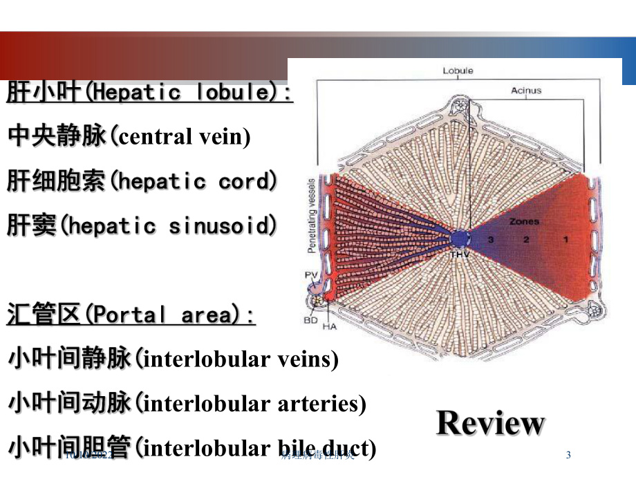 病理病毒性肝炎培训课件.ppt_第3页