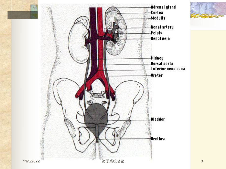 泌尿系统总论培训课件.ppt_第3页