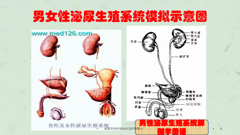 泌尿外科疾病知识及护理要点课件.ppt_第3页