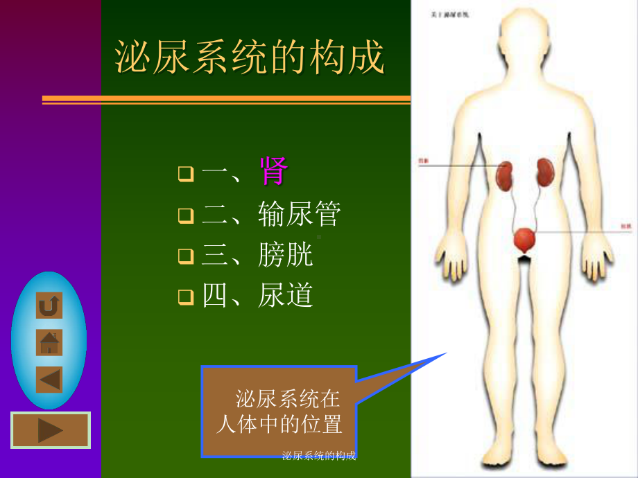 泌尿系统的构成培训课件.ppt_第2页