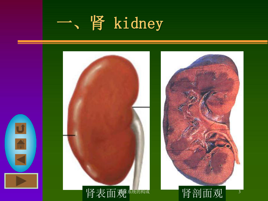 泌尿系统的构成培训课件.ppt_第3页