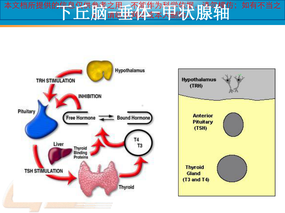 甲亢汇总专业知识宣贯培训课件.ppt_第3页