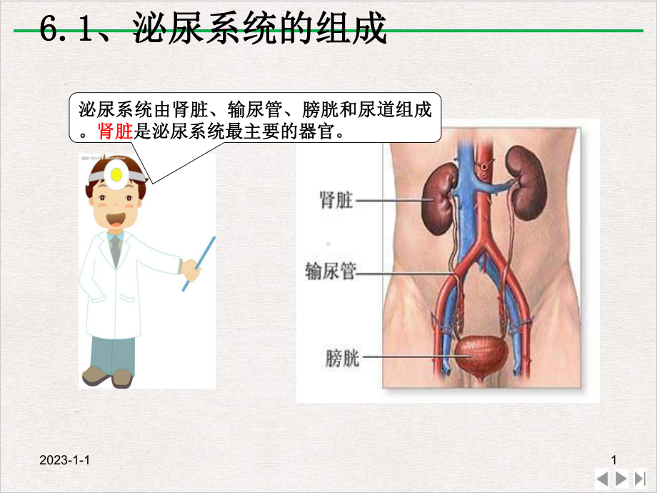 泌尿系统与亚健康版课件.pptx_第1页