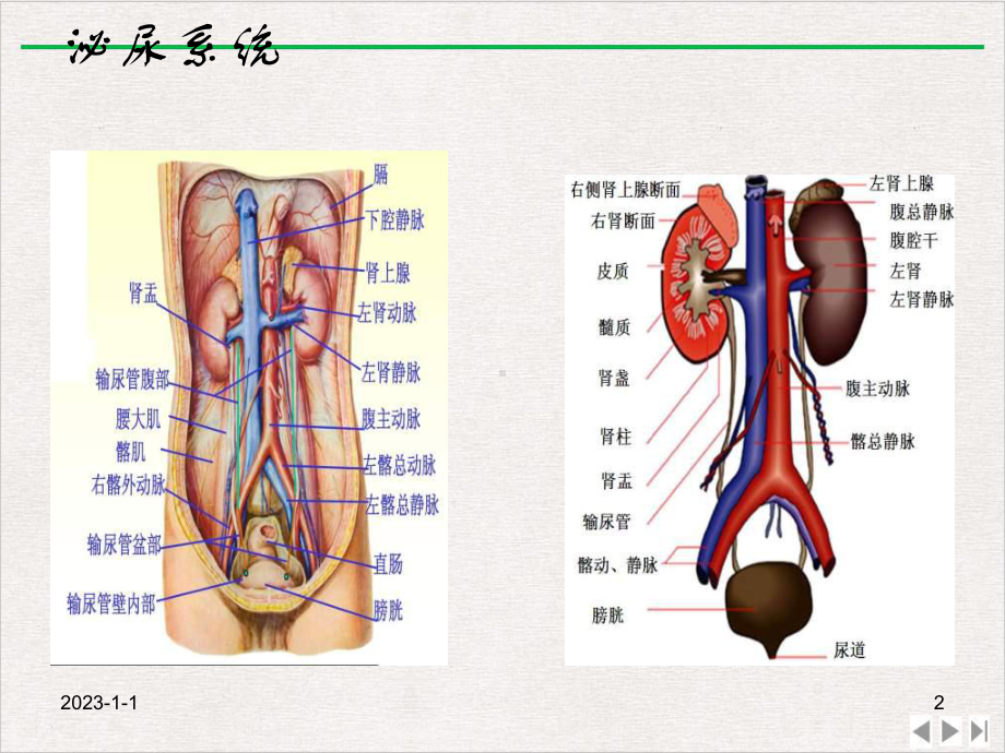 泌尿系统与亚健康版课件.pptx_第2页