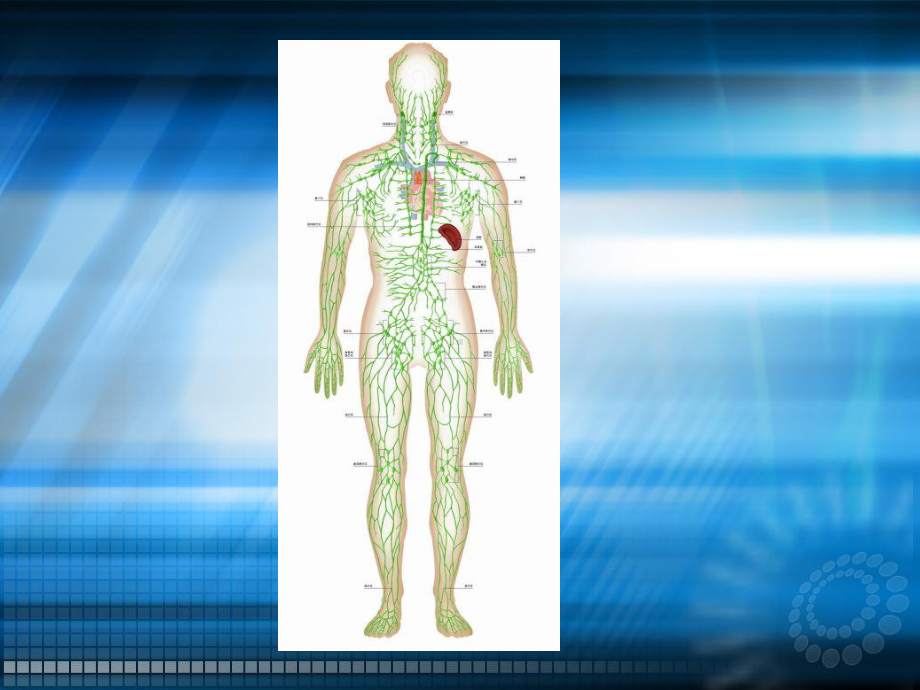 淋巴水肿课件.pptx_第3页