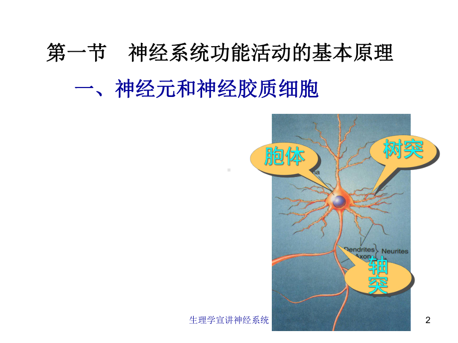 生理学宣讲神经系统培训课件.ppt_第2页