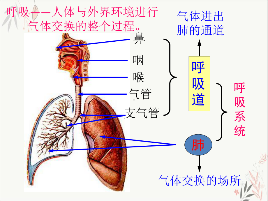 浙教版科学八级下册生物的呼吸和呼吸作用课件.pptx_第3页