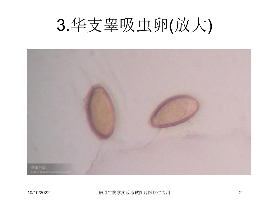 病原生物学实验考试图片医疗生专用培训课件.ppt_第2页