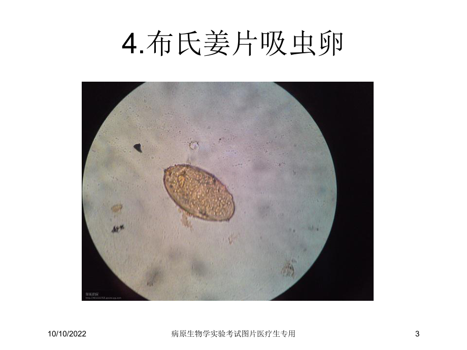 病原生物学实验考试图片医疗生专用培训课件.ppt_第3页