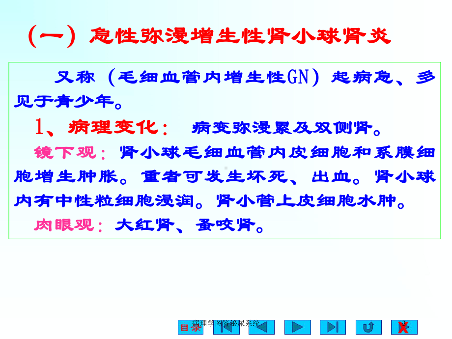 病理学图鉴泌尿系统培训课件.ppt_第3页