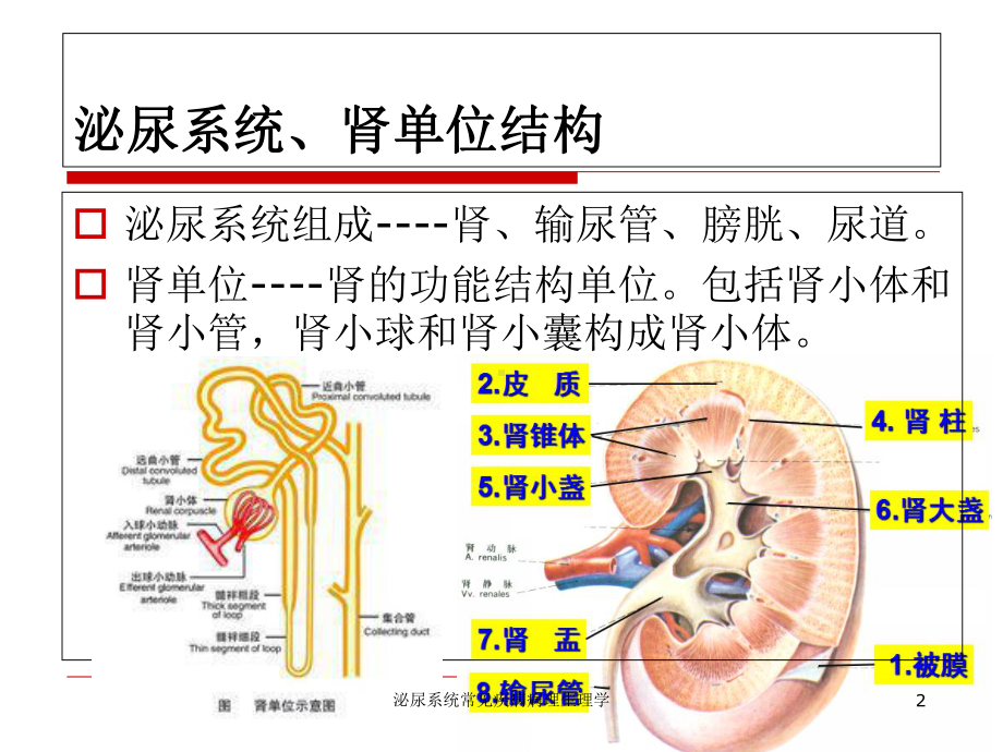 泌尿系统常见疾病病理生理学培训课件.ppt_第2页