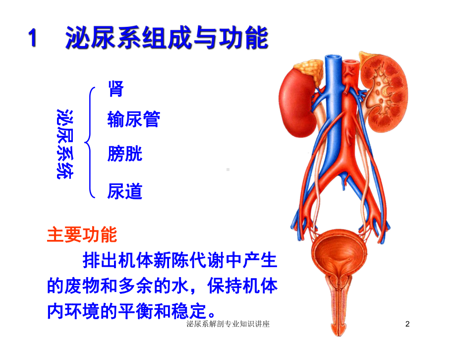 泌尿系解剖专业知识讲座培训课件.ppt_第2页