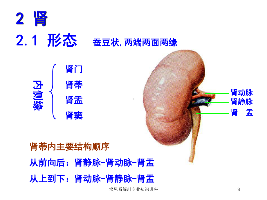 泌尿系解剖专业知识讲座培训课件.ppt_第3页