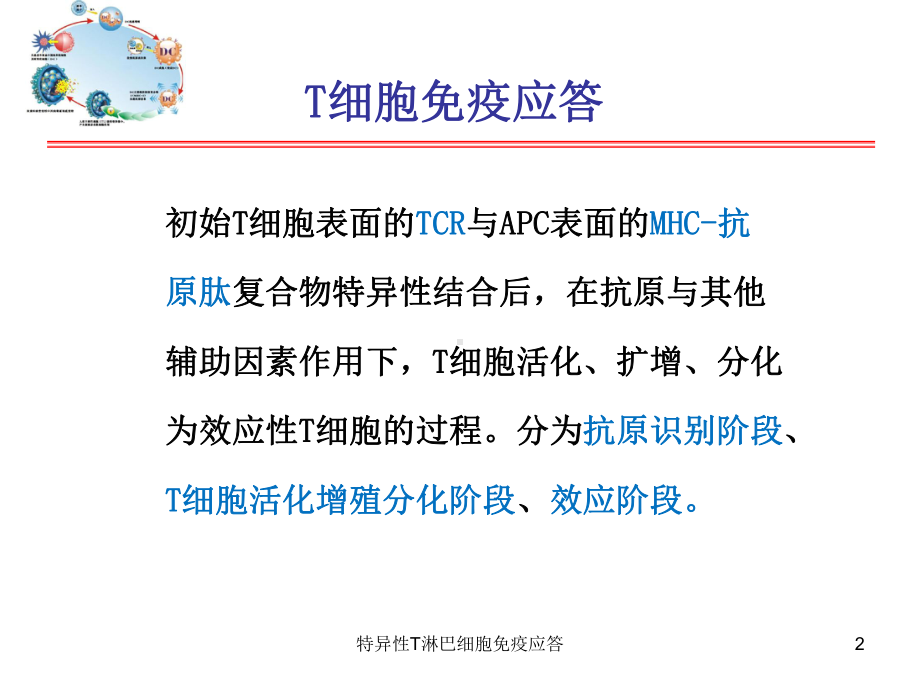 特异性T淋巴细胞免疫应答培训课件.ppt_第2页