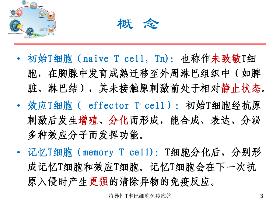 特异性T淋巴细胞免疫应答培训课件.ppt_第3页