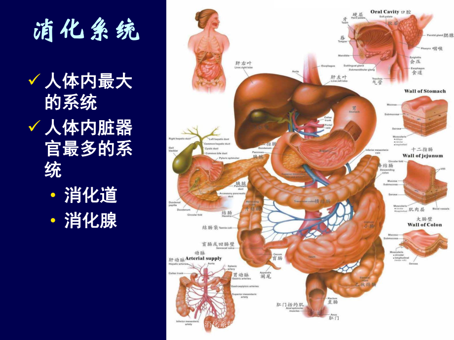 消化系统总论培训课件.ppt_第3页