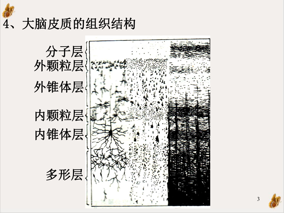 生理学神经系统的功能课件.ppt_第3页