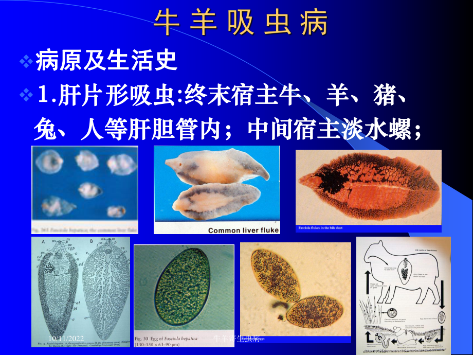 牛羊寄生虫病培训课件.ppt_第2页