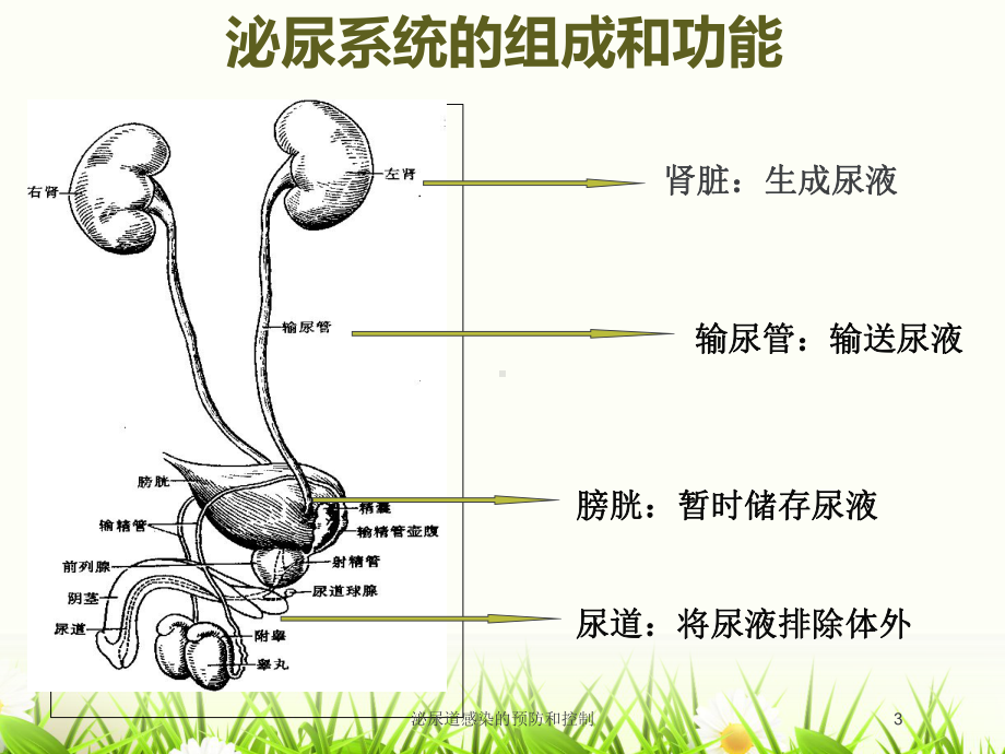 泌尿道感染的预防和控制培训课件.ppt_第3页