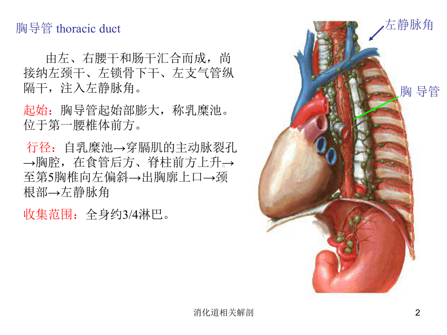 消化道相关解剖培训课件.ppt_第2页